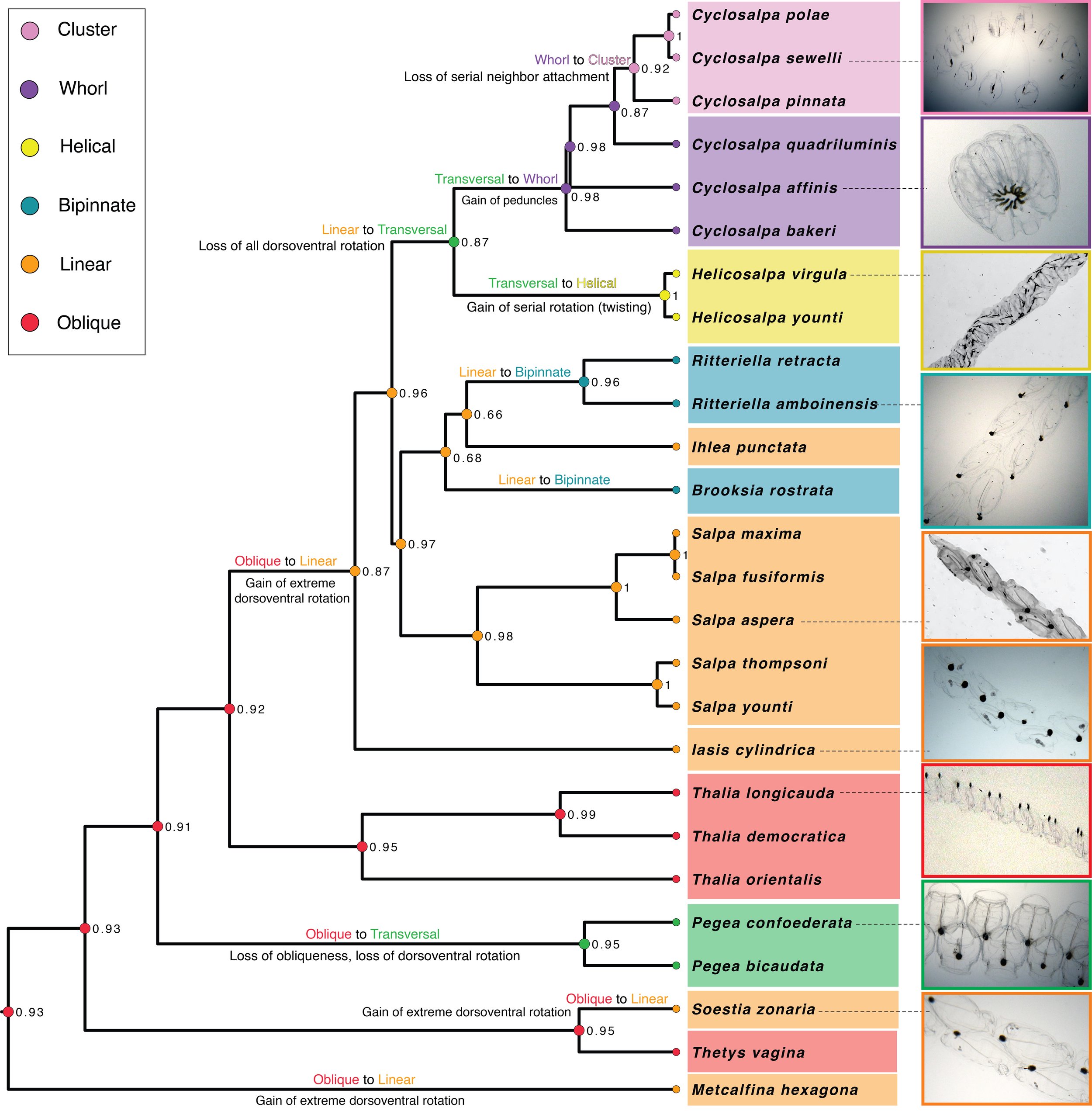 Salp phylogeny study