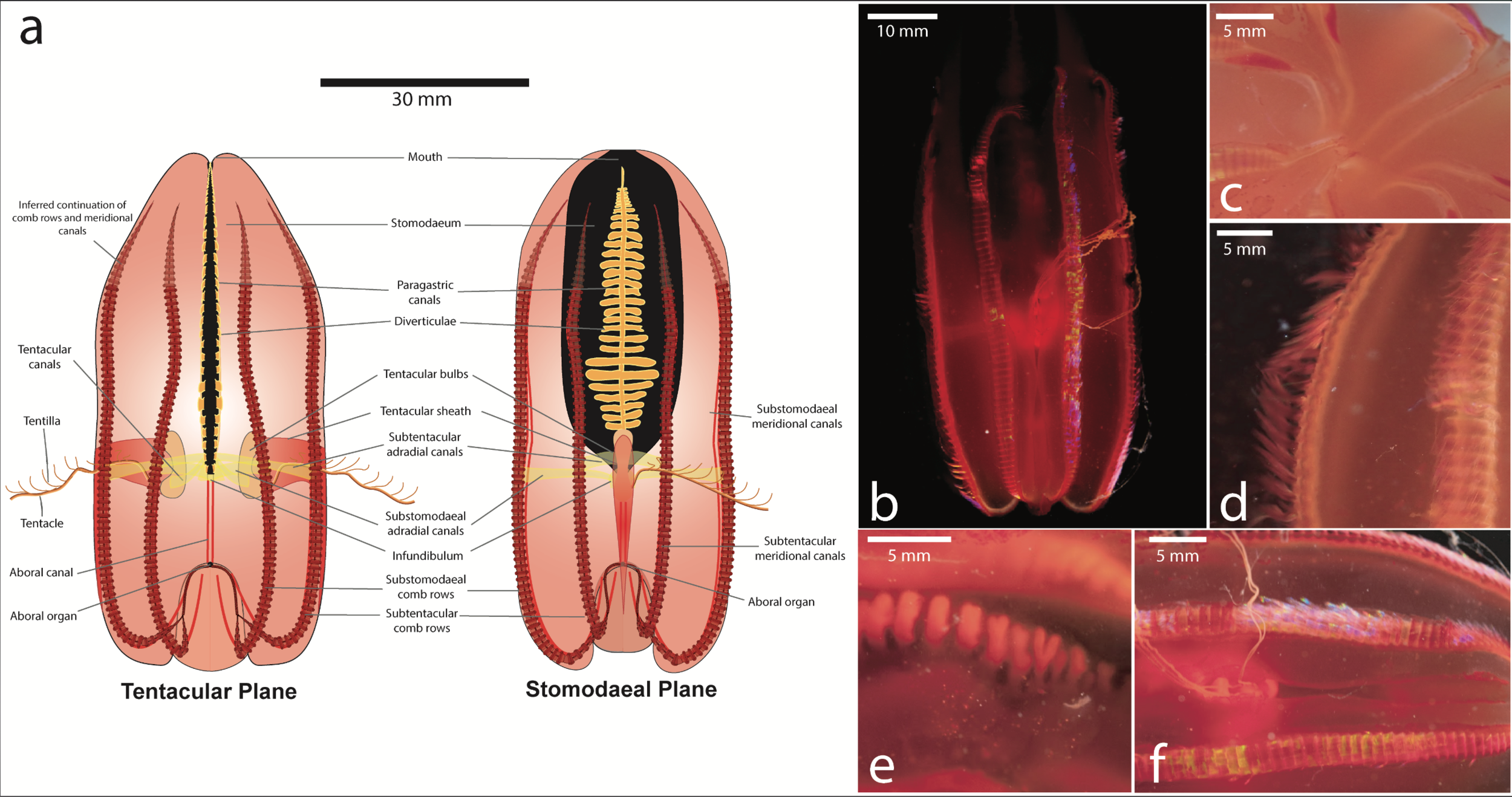 Vampyroctena ctenophore