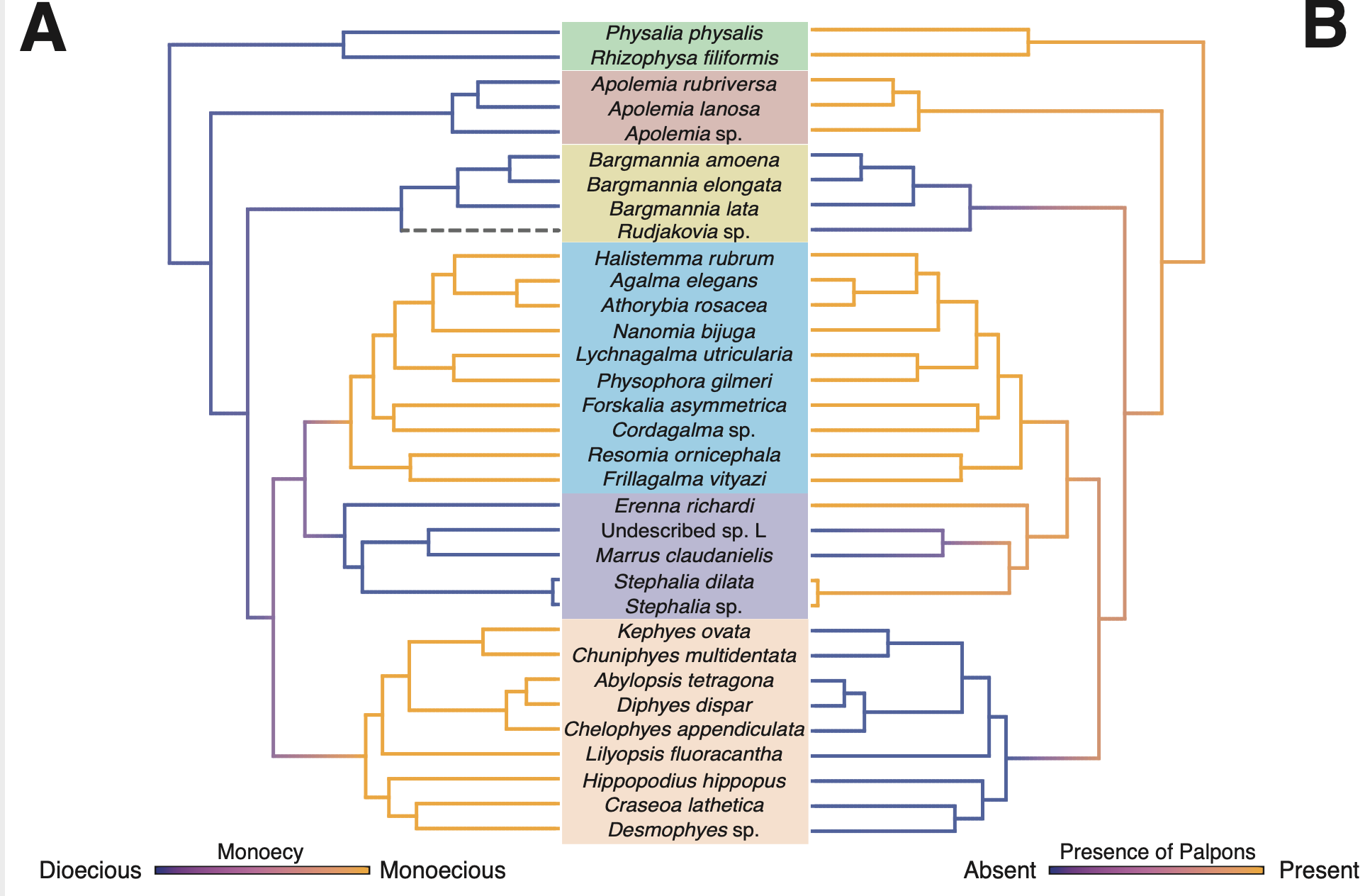 Siphonophora phylogeny