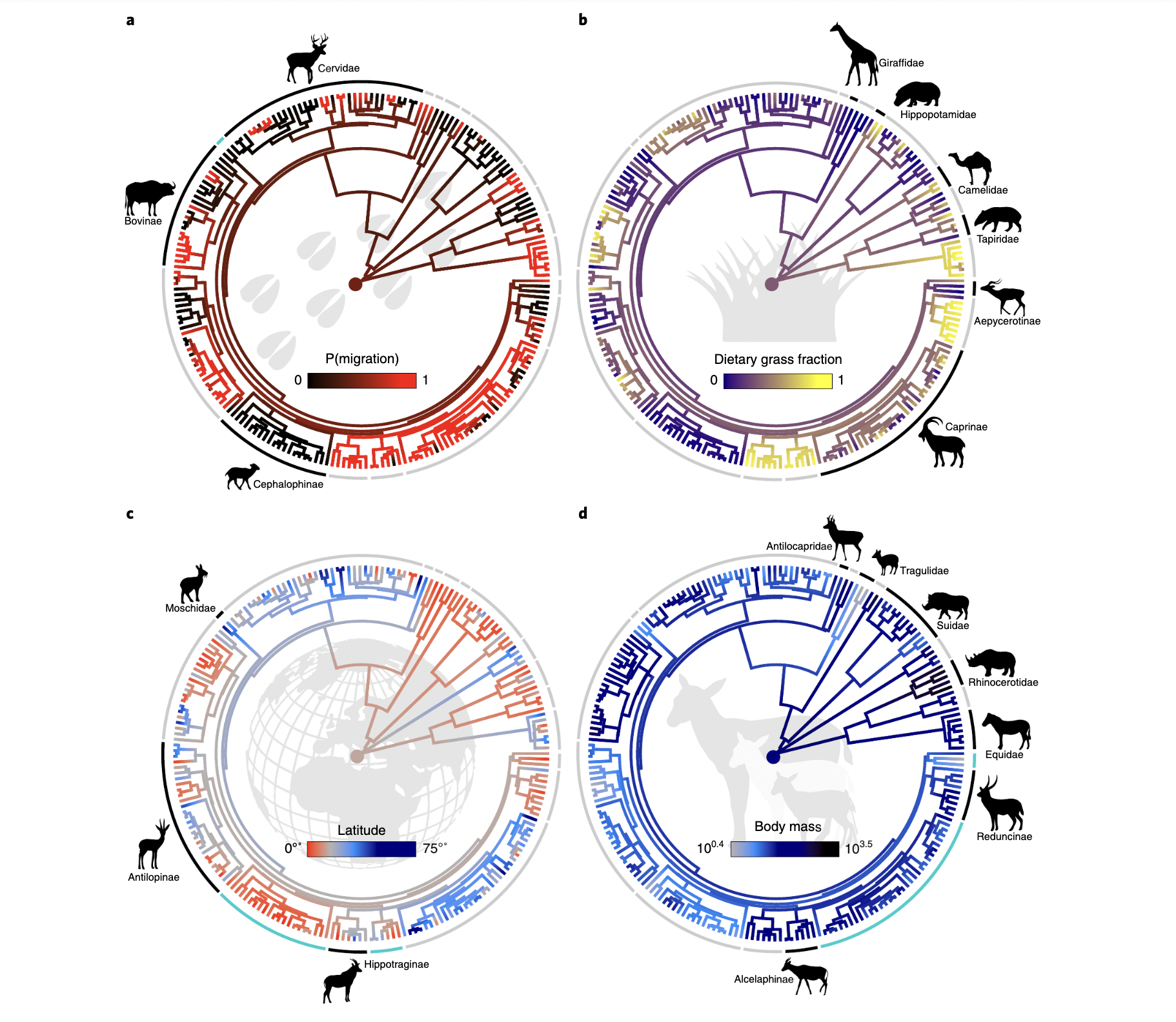 Ungulate migration study