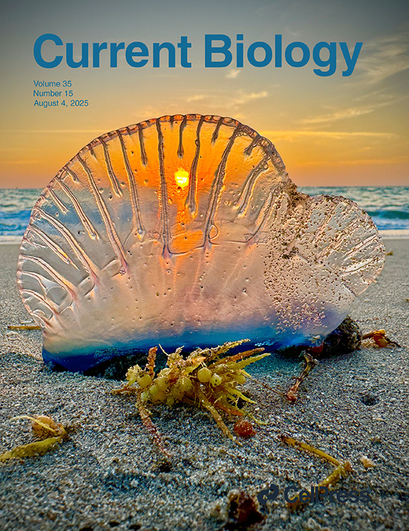 Population genomics of sailing siphonophore