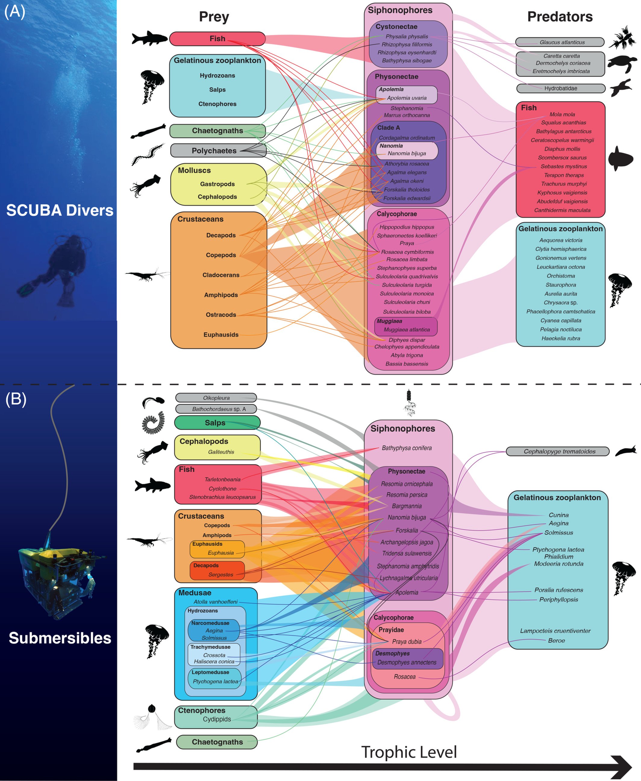 Siphonophore food-web study