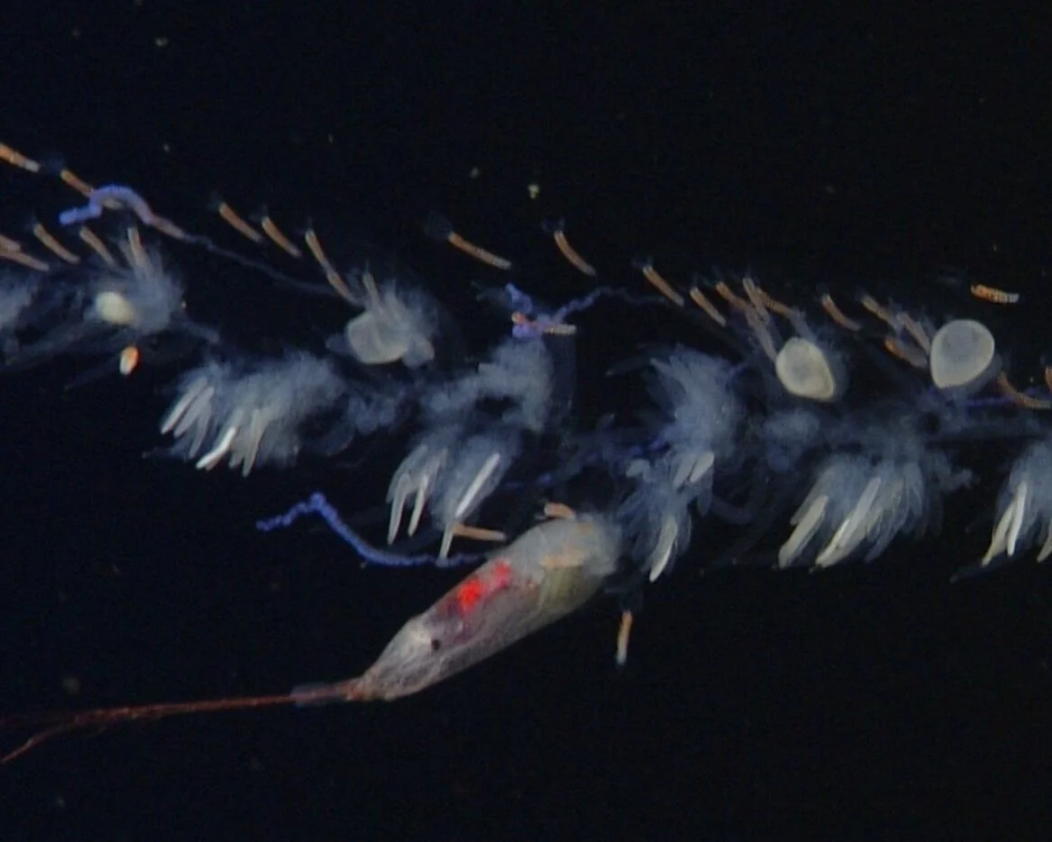 Lychnagalma_Eusergestessimilis_410_10ac95ec-d8ba-450e-9542-6c7b18cc1fb2.jpg